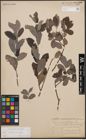 Foto von Salix cinerea L.